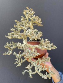 Cục san hô biển nằm chậu tàu