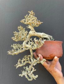 Cục san hô biển nằm chậu tàu