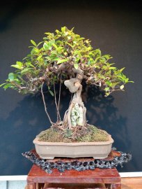 Cây si bonsai ký đá