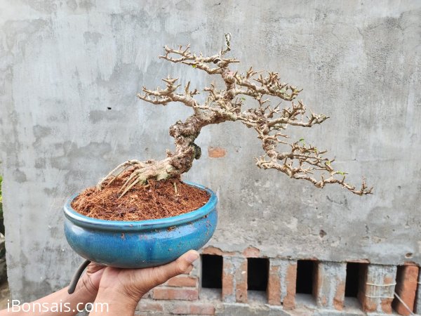 Sam núi hoa hàng khai thác già lâu năm thanh lý lỗ