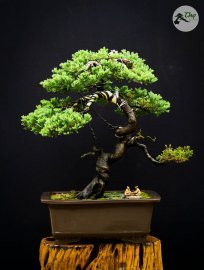 Tác phẩm Ngoạ Tùng