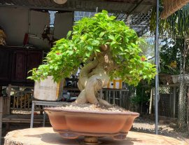 Giấy mỹ đợi hoa , cốt cành làm kĩ