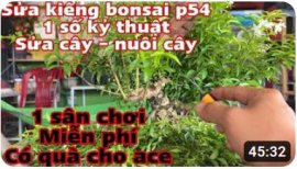 Chia sẽ 1 số kỷ thuật làm cây bonsai