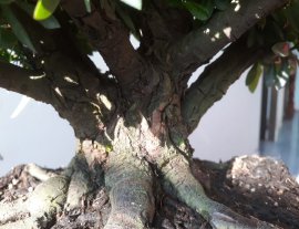 Lâu lắm mới kiếm được 1 em Trang Vàng lùn, đế xòe đẹp...