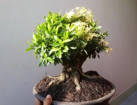 Lâu lắm mới kiếm được 1 em Trang Vàng lùn, đế xòe đẹp...