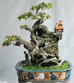 Bồ đề..
