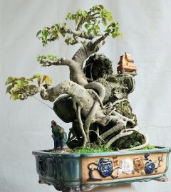 Bồ đề..