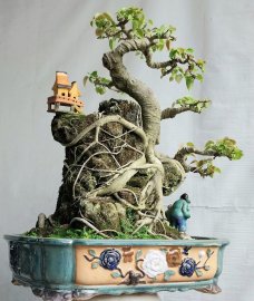 Bồ đề..