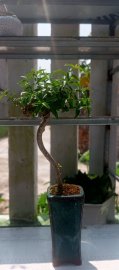 Mai chiếu thủy mini nhà em