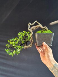 Hải châu sông cầu quái mini