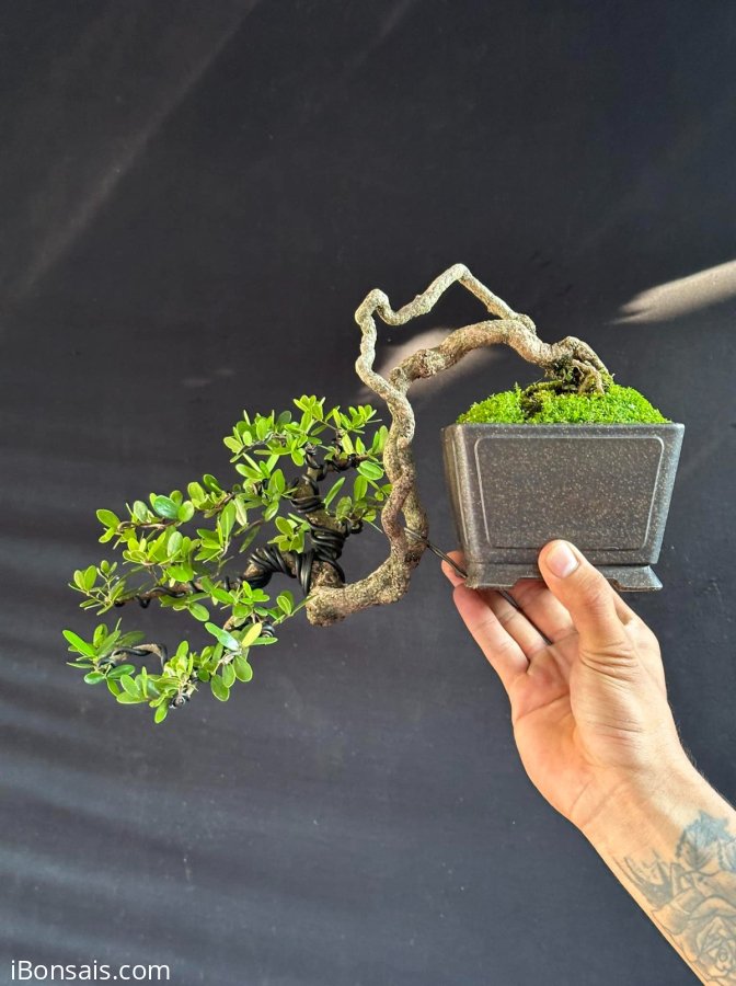 Hải châu sông cầu quái mini