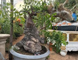 Cụ cóc nghìn năm tuổi