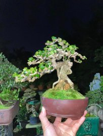 Sam núi khai thác,mini cầm tay