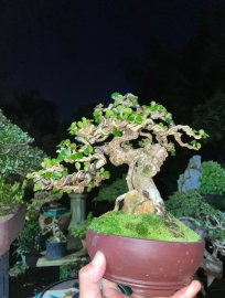 Sam núi khai thác,mini cầm tay