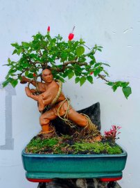 Dâm.... bụt