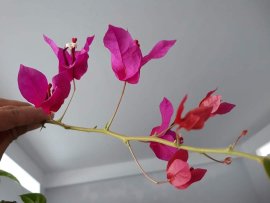 Em Hoa Giấy ghép Phượng Hoàng Lửa ( Loan tím)...