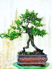 Cây hải châu chân dài