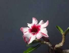 Ngày mới với em Sứ ghép tên Ngọc Diễm...