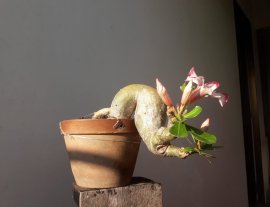 Ngày mới với em Sứ ghép tên Ngọc Diễm...
