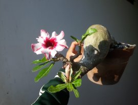 Ngày mới với em Sứ ghép tên Ngọc Diễm...