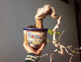 Em Hoa Bằng Lăng...