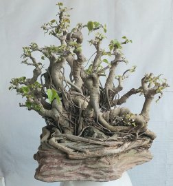 Bồ đề.
