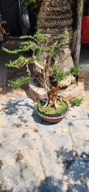 Linh sam khai thác lũa rin ghép sông hinh đa ưu điểm