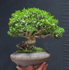 Hải châu chuẩn bị vào mùa.