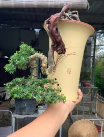 Linh sam khai thác ghép86 , cây đổ treo lũa thép zin âm thân