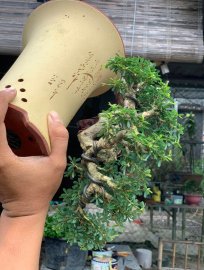 Linh sam khai thác ghép86 , cây đổ treo lũa thép zin âm thân