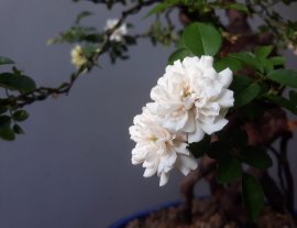 Em Hoa Hồng bonsai...