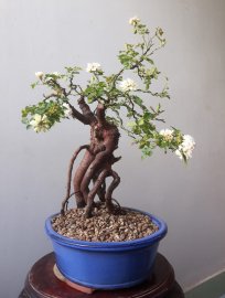 Em Hoa Hồng bonsai...