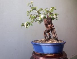 Em Hoa Hồng bonsai...
