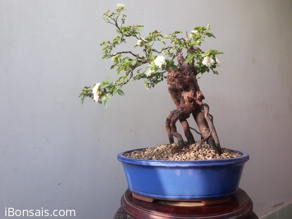 Em Hoa Hồng bonsai...