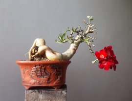 Em Sứ Thái bông sai...