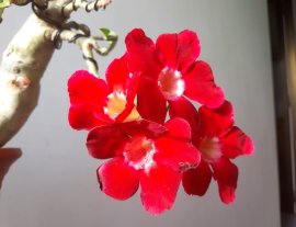 Em Sứ Thái bông sai...