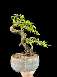 Sông cầu thân lắc quái cây  dô fom, chậu tàu