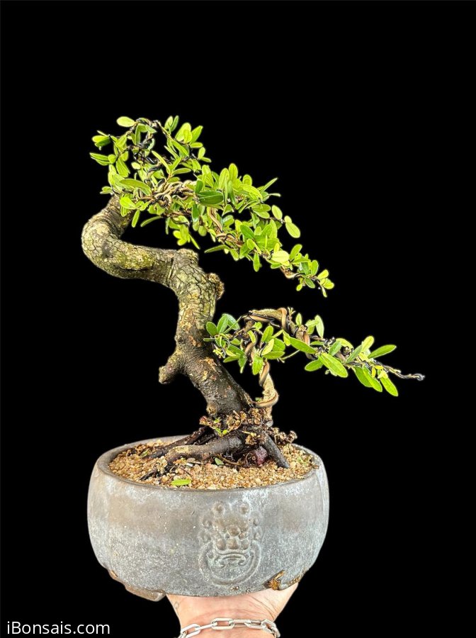 Sông cầu thân lắc quái cây dô fom, chậu tàu
