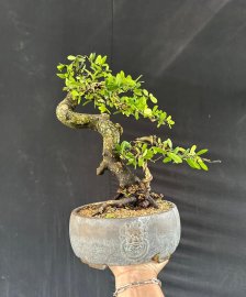 Sông cầu thân lắc quái cây  dô fom, chậu tàu