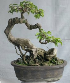 Sanh quê lá nhỏ đẹp