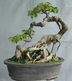 Sanh quê lá nhỏ đẹp