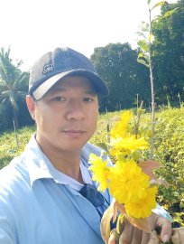 Vườn còn mấy ngàn cây mai ghép gốc nhớt hơn 3 mùa