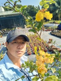 Vườn còn mấy ngàn cây mai ghép gốc nhớt hơn 3 mùa