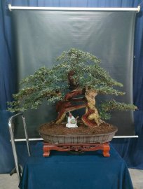 Bonsai lũa đẹp giá mềm, mời các anh chị vào xem live ủng hộ nhé!