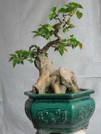 Bồ đề mini 800k bao phí