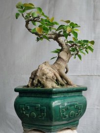 Bồ đề mini 800k bao phí