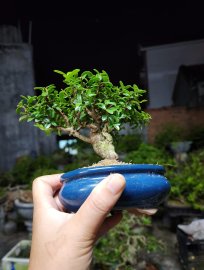 Siêu mini hải châu lá rí già cho ae đam mê hàng siêu đây ạ