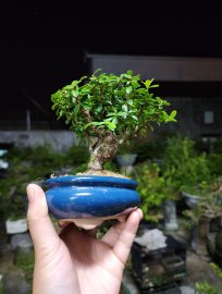 Siêu mini hải châu lá rí già cho ae đam mê hàng siêu đây ạ