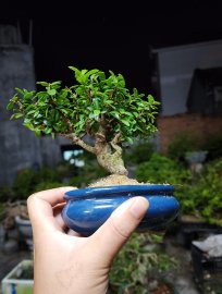 Siêu mini hải châu lá rí già cho ae đam mê hàng siêu đây ạ