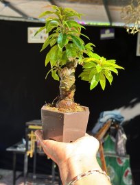 Lộc Vừng lá rí kaka rin nha rin nha